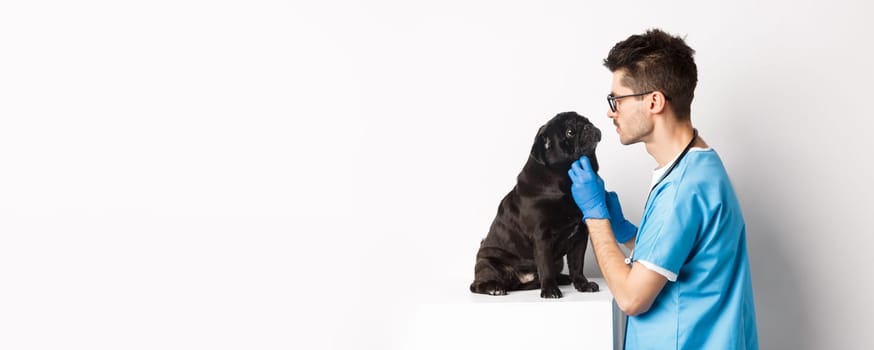 Handsome doctor veterinarian examining cute black pug dog at vet clinic, standing over white background.