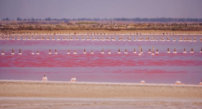 Salt mining. Salty pink lake with crystals of salt. Extremely salty pink lake, colored by microalgae with crystalline salt depositions