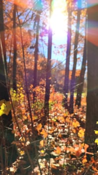 View of forest on sunny windy day in autumn. Brown leaves on trees bushes, grass swaying in wind against clear blue sky with bright sun,sunbeams in autumn. Blurred natural background.