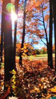 View of forest glade on sunny windy day in autumn. Red brown leaves on trees bushes, grass swaying in wind against clear blue sky with bright sun in autumn. Beautiful natural background