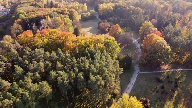 Flying over trees with yellow and green leaves in a park with dirt paths and people walking on a sunny autumn day. Forest wood woodland nature natural sunlight sunshine. Aerial drone view. Top view.