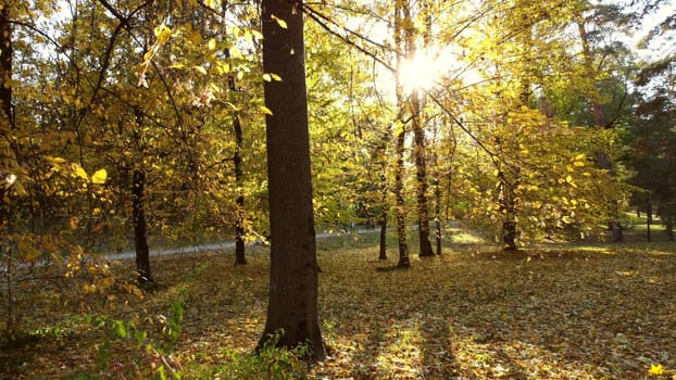 Autumn park between tree branches with yellow leaves on sunny autumn day. Sun shines brightly between trees. Autumn fall day. Season leaf fall scenery. Natural background, autumnal backdrop