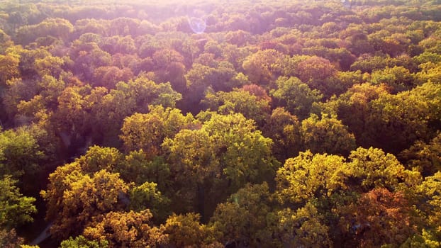 Treetops with yellow leaves on sunny autumn day. Forest wood woodland. Many trees with tree crown. Red sun glare. View from above, top view. Aerial drone view. Beautiful natural background