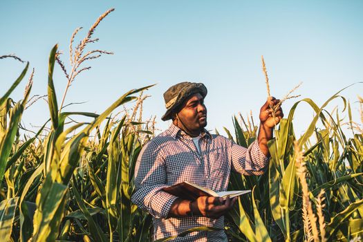 Farmer is standing in his growing corn field. He is examining progress of plants.