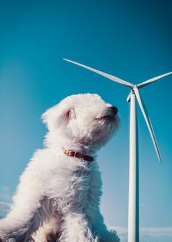 White dog and wind turbine  in the wind