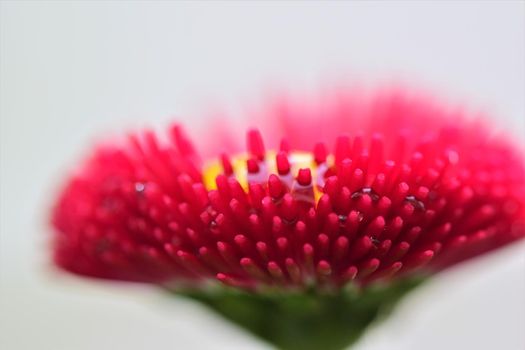 Pink daisy after rain as a close-up