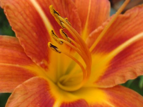 Bright orange lily flowers in the sunny garden, soft selective focus. Full blooming of deep orange asiatic lily in summer flower garden. Bright orange and green beautiful asiatic macro