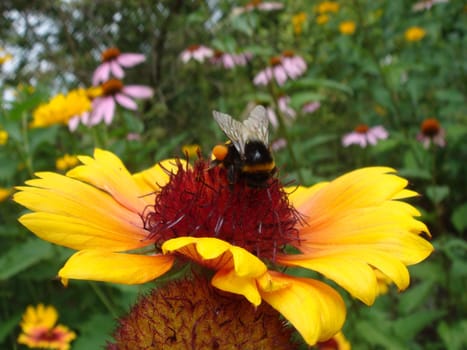 Honey bee on yellow and orange flower head of rudbeckia or black-eyed susan collect nectar and polinate flowers