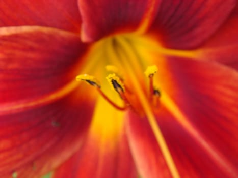 Red lily flowers background, soft selective focus. Full blooming of deep red asiatic lily in summer flower garden. Bright red and green and beautiful asiatic