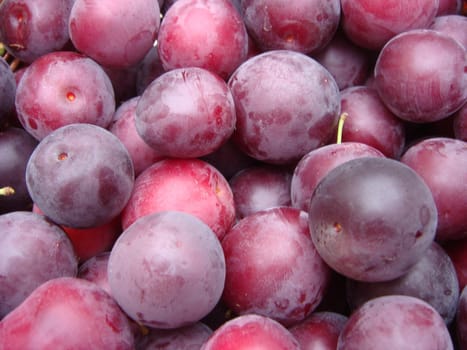 Ripe juicy plum close-up. Red plum in the garden. Gardening concept. Production of juices and fruit drinks. Harvest concept.