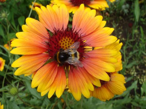 Bumble bee collecting pollen on a yellow rudbeckia flower with a soft blurred background