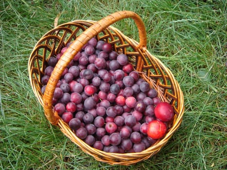 Closeup picture of handbasket full of fresh juicy riped blue plums from organic farming just harvested in garden standing in the grass at summer evening