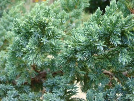 The original texture of natural juniper needles. Close-up. Blue small needles. Nature for design. Elegant nature concept. Natural green texture. Soft focus. Garden art/ design/ landscape.