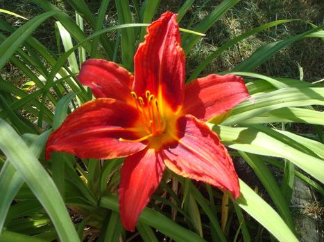 Beautiful fresh fragrant blooming bright red lilies in the garden, in the summer in the garden macro