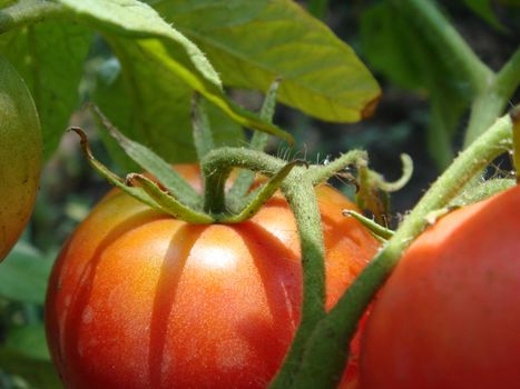 Natural single ripe red and young green tomato growing on tomato plant branch in a greenhouse from hydroponics farm