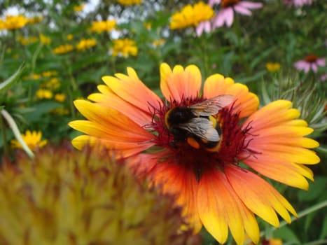 Honey bee on yellow and orange flower head of rudbeckia or black-eyed susan collect nectar and polinate flowers