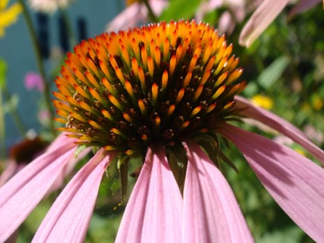 Echinacea flower against soft colorful bokeh background. Pink Echinacea flower in the garden. Herbal plant. Echinacea purpurea