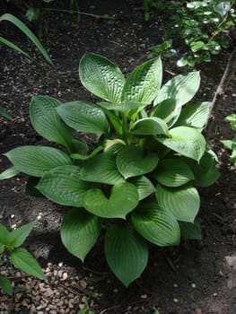 Green hosta (Hosta lancifolia) leaves in summer garden. Green life concept