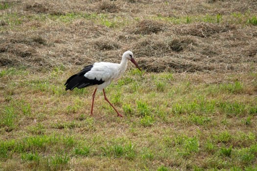 stork bird walking in the field of grass in Holland