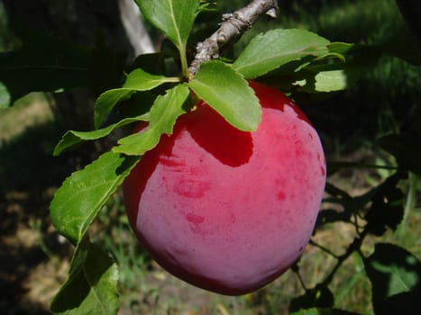 Closeup of delicious ripe plums on tree branch in garden