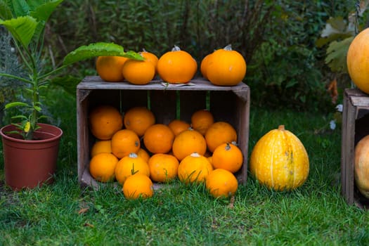 groupo of pumpkins as decoration in a garden in and on a wooden vegetable box on a field of green grass