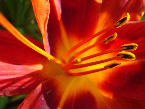 Closeup of a big red tiger lily in the garden summer. Bright red beautiful asiatic macro. Red lily background, soft selective focus. Full blooming of deep red lily in summer flower garden.