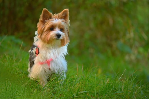 Dog on the grass. Pet - Yorkshire terrier biewer.