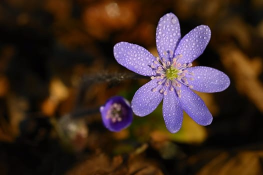 Spring flower. Beautiful purple plant in the forest. Colorful natural background. (Hepatica nobilis)