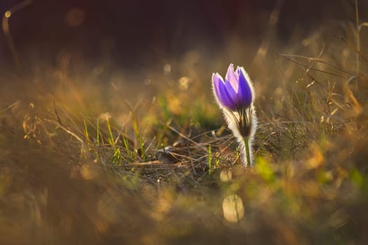 Springtime and spring flower. Beautiful purple little furry pasque-flower. (Pulsatilla grandis) Blooming on spring meadow at the sunset