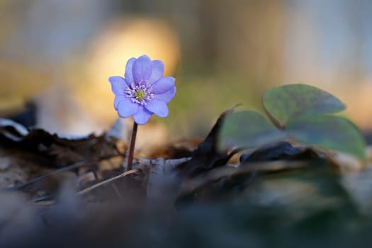 Spring flower. Beautiful blooming first small flowers in the forest. Hepatica. (Hepatica nobilis)