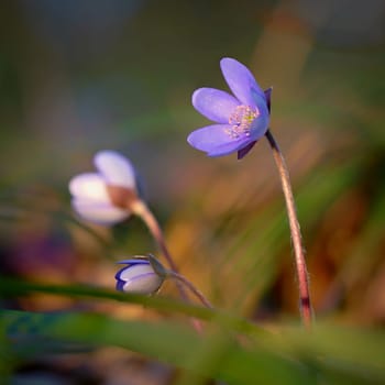 Spring flower. Beautiful blooming first small flowers in the forest. Hepatica. (Hepatica nobilis)