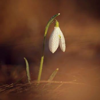 Spring colorful background with flower - plant. Beautiful nature in spring time. Snowdrop (Galanthus nivalis).