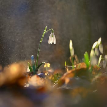 Spring colorful background with flower - plant. Beautiful nature in spring time. Snowdrop (Galanthus nivalis).