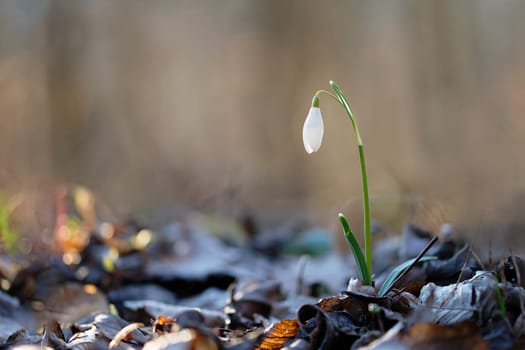 Spring colorful background with flower - plant. Beautiful nature in spring time. Snowdrop (Galanthus nivalis).