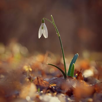 Spring colorful background with flower - plant. Beautiful nature in spring time. Snowdrop (Galanthus nivalis).