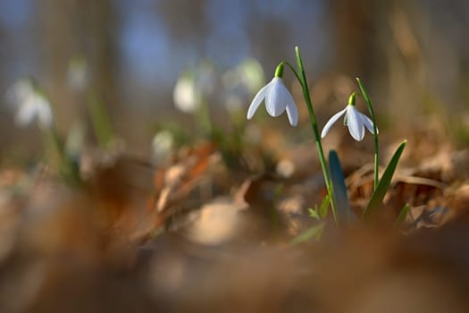 Spring colorful background with flower - plant. Beautiful nature in spring time. Snowdrop (Galanthus nivalis).