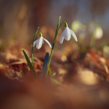 Spring colorful background with flower - plant. Beautiful nature in spring time. Snowdrop (Galanthus nivalis).