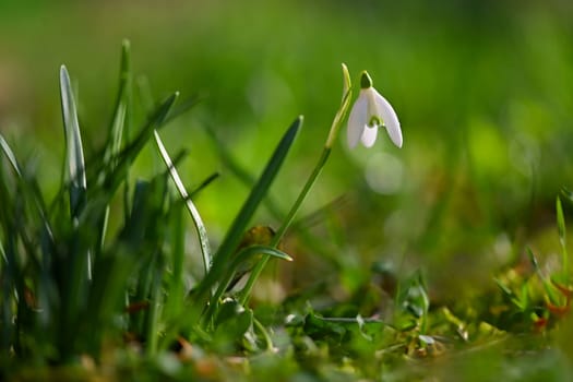 Snowdrops - Beautiful white spring flowers. The first flowering plants in spring. Natural colorful background. (Galanthus nivalis)