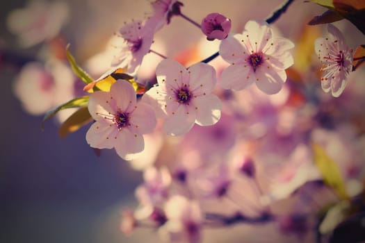 Spring flowers. Beautifully blossoming tree branch. Cherry - Sakura and sun with a natural colored background.