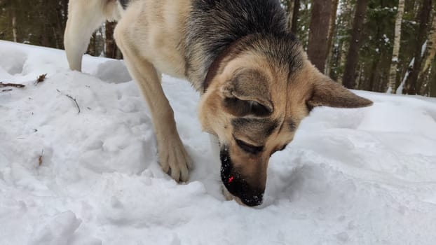 Dog German Shepherd on white snow in winter day. Eastern European dog veo searches, digs, catches, follows the trail in cold weather. The dog mice and hunts small animals in the snow