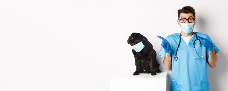 Small black pug dog in medical mask looking left at copy space while sitting near doctor veterinarian in vet clinic, standing over white background.