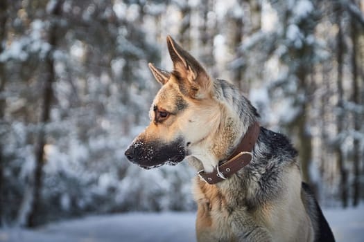 Dog German Shepherd outdoors in the forest in a winter day. Russian guard dog Eastern European Shepherd in nature on snow and white trees covered snow