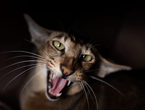 Cute Oriental Shorthair cat kitten, standing side ways, looking at camera with green eyes. cat yelling and think it is a tiger, cat yelling like a tiger or lion High quality photo