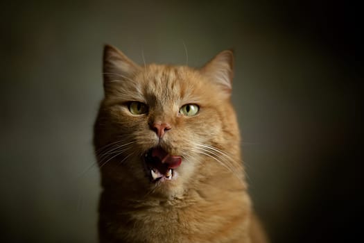 Closeup photography of portrait ginger kitten with green eyes. cat yelling and think it is a tiger, like a tiger or lion. High quality photo