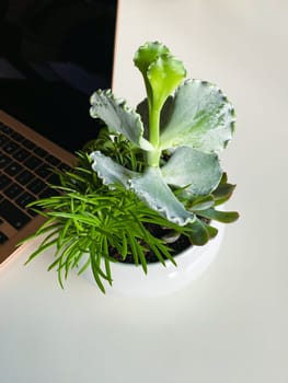 White pot filled with succulent plants on white desk near laptop computer rose gold macbook air, indoor plants at workplace, natural design office interior. High quality photo