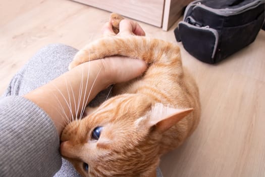 Angry Red Cat Bites Hand in room close up