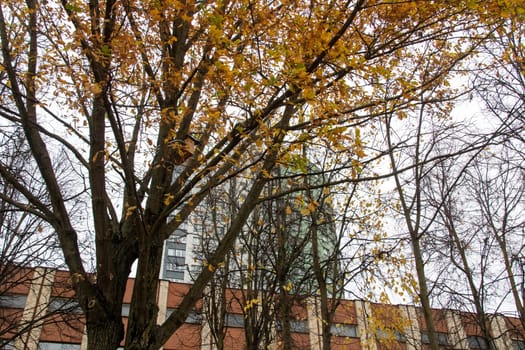 Yellow leaves on a tree against the background of tall houses