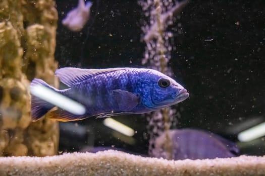Blue fish in the dark water of the aquarium close up