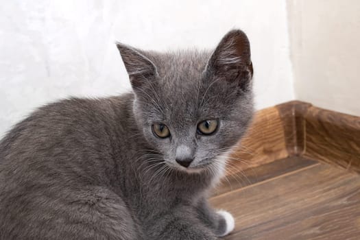 Small grey kitten close up portrait at home