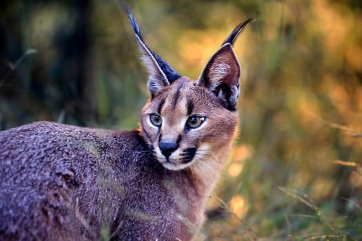 Caracal (Felix caracal), Maun, Ngamiland, Botswana, Africa